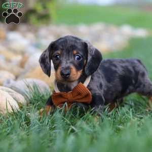 Leo, Dachshund Puppy